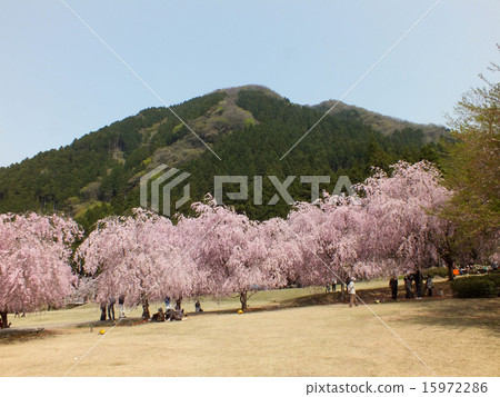 Fukui Prefecture Sakai City's Takekurabe Square 15972286