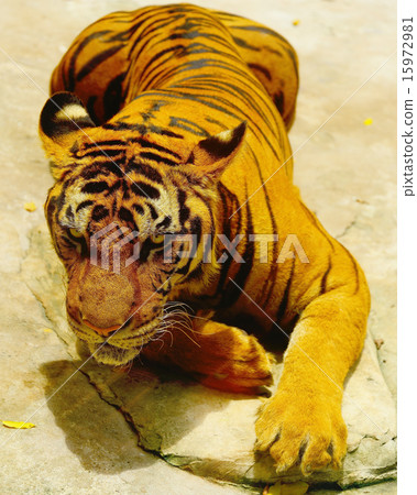 老虎的眼睛 15972981