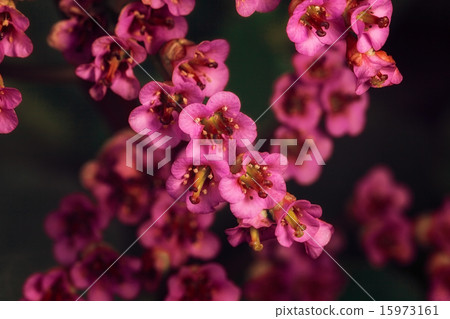 flower flower 15973161