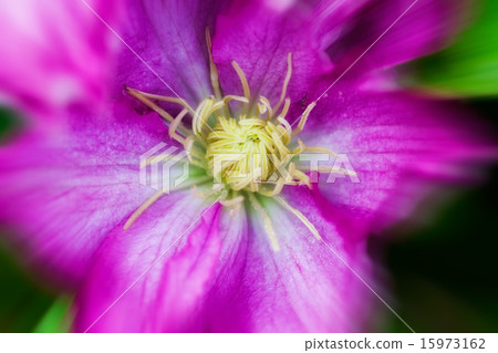 flower flower 15973162