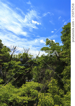 Fresh green of Saruhashi Fresh green of Saruhashi 15973258