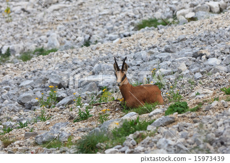 chamois (Rupicapra Carpatica) 15973439