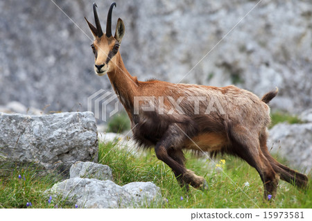 chamois (Rupicapra Carpatica) 15973581