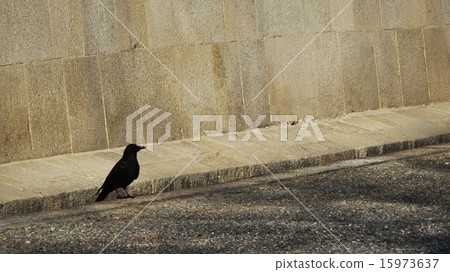 烏鴉 15973637