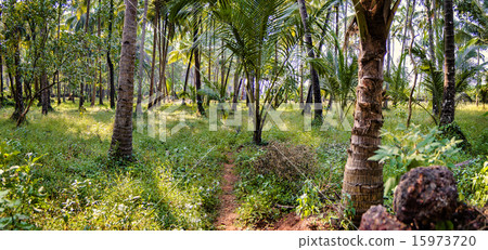 Tropical trees and a narrow path through it, India 15973720