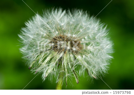 dandelion on a green background dandelion on a green background 15973798