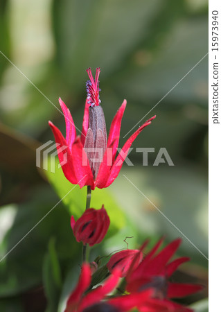 Pavonia·英特爾媒體花 15973940