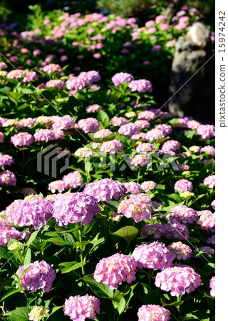 hydrangea hydrangea 15974242