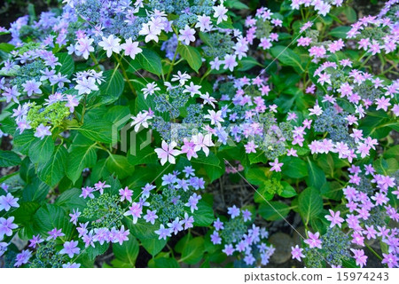 hydrangea   15974243