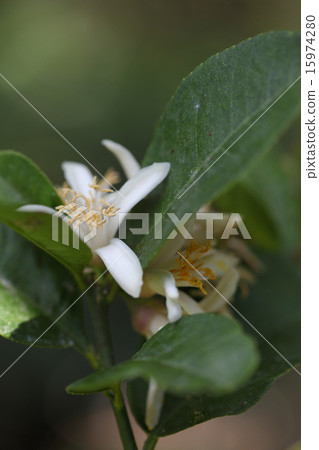 Flower of Bush Khan 15974280