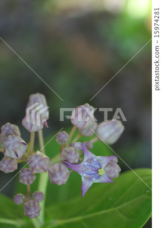 Crown flower flowers 15974281