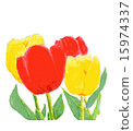 Tulip 15974337