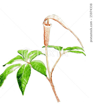 Mamushigusa 15974338