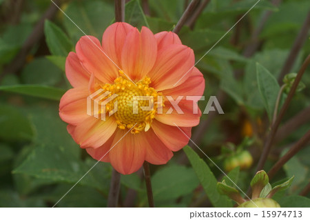 Dahlia Dahlia 15974713