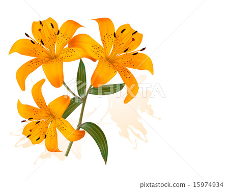 Flower Background With Three Beautiful Lilies Flower Background With Three Beautiful Lilies 15974934