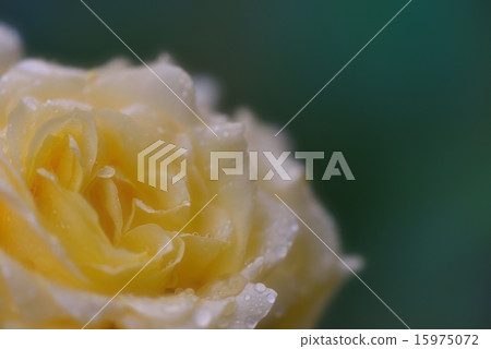 迷上了一朵黃玫瑰 15975072
