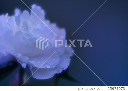 Wet white roses 15975073