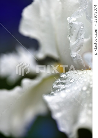 White iris 15975074