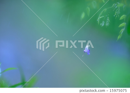 One scattering wisterie petal 15975075