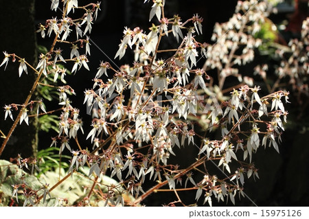 虎耳草 虎耳草 15975126