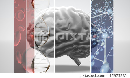 腦,紅細胞,DNA和分子模型 腦,紅細胞,DNA和分子模型 15975281