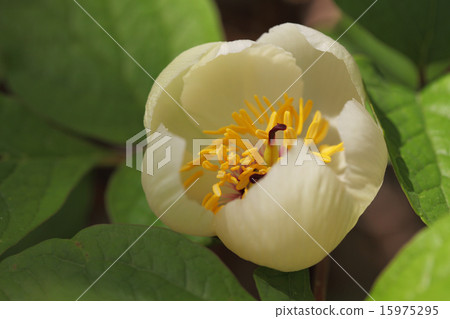 Yamasakajaku flowers 15975295