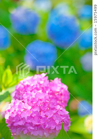  hydrangea 15975499