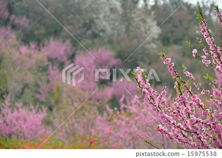 A flower of a dream A flower of a dream 15975538