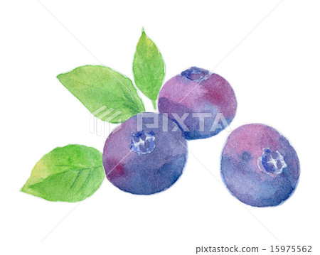 藍莓 15975562