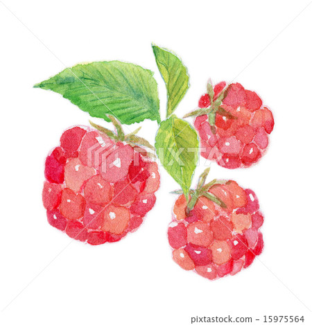 raspberry 15975564