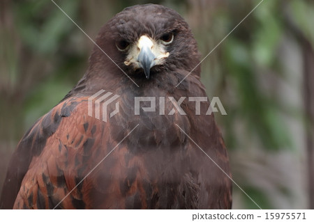 哈里斯霍克 15975571