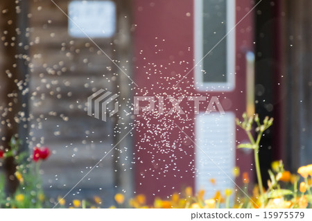 mid的肌肉 mid的肌肉 15975579