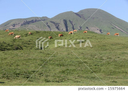 grazing grazing 15975664