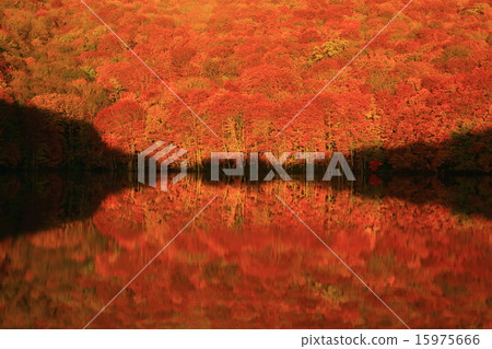 Hakkoda Ieumuma秋葉 15975666