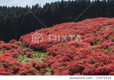 Katsuragiyama杜鵑花 15975816