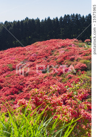 Katsuragiyama杜鵑花 15975965
