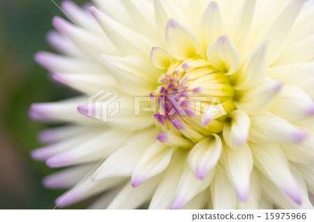 大麗花品種（氣流上升） 15975966