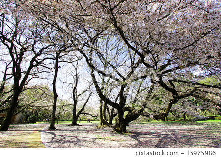 Cherry blossoms at Kinutakoen 15975986