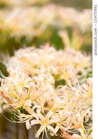 Higisawa花甘草白 Higisawa花甘草白 15975991