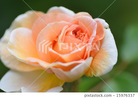 Rose Abraham derby Rose Abraham derby 15976337
