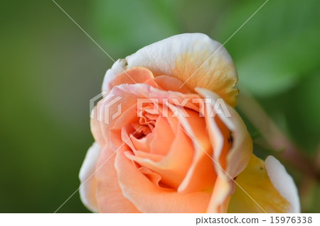 Rose Abraham derby 15976338
