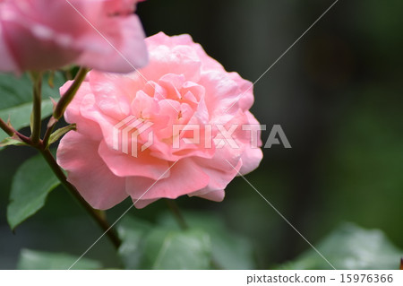 玫瑰女王伊麗莎白 15976366