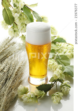 Wheat with hops and beer 15976377