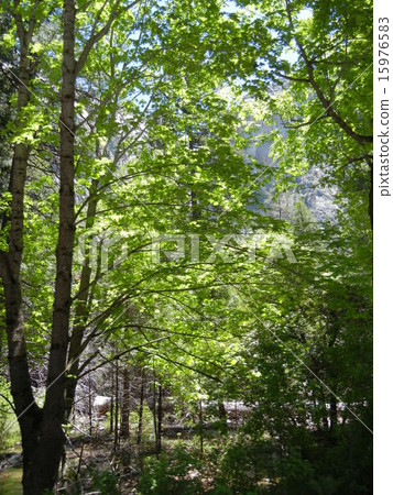 Yosemite America California National Park June 2011 15976583