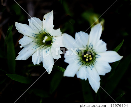 Haru Rindow 15976594