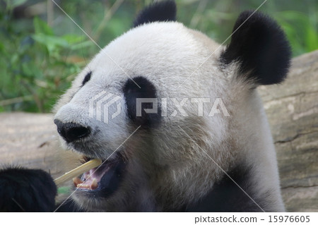 大熊貓 15976605