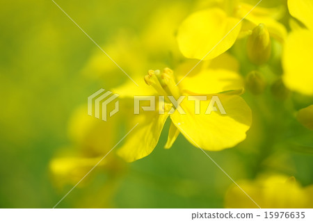 Rape blossoms 15976635