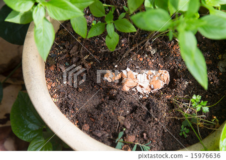 Crushed egg shell used as natural fertilizer 15976636