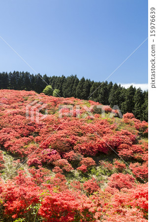 Katsuragiyama Azalea 15976639