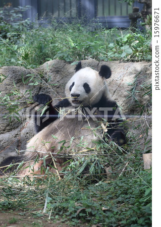 giant panda 15976671